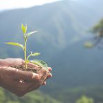 muda de planta na mão para ilustrar texto de serviços ecossistêmicos