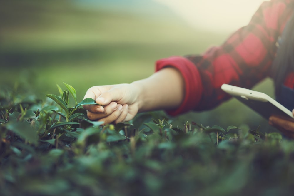 especialista em agricultura de precisão